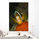 Clownfish Defending Its Clutch Wall Decal