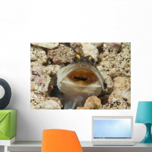 Gold-specs Jawfish Its Hole Horizontal Wall Decal