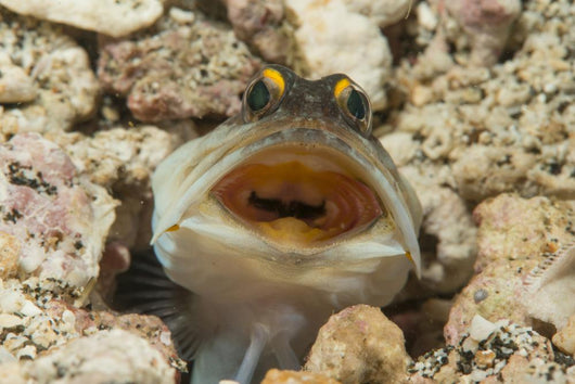Gold-specs Jawfish Its Hole Horizontal Wall Decal