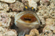 Gold-specs Jawfish Its Hole Horizontal Wall Decal