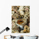 Gold-specs Jawfish Its Hole Wall Decal