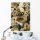 Gold-specs Jawfish Its Hole Wall Decal