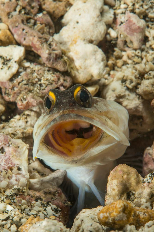 Gold-specs Jawfish Its Hole Wall Decal