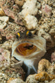 Gold-specs Jawfish Its Hole Wall Decal