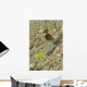 Gold-specs Jawfish with Mouth Wall Decal