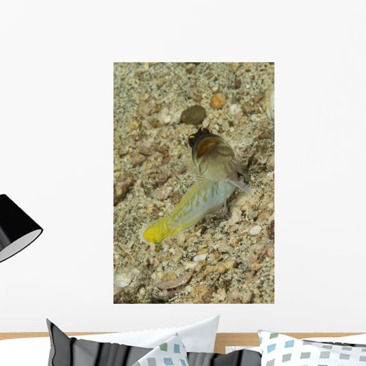 Gold-specs Jawfish with Mouth Wall Decal