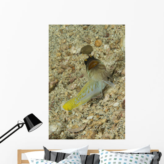 Gold-specs Jawfish with Mouth Wall Decal