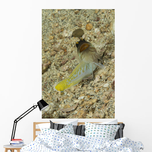 Gold-specs Jawfish with Mouth Wall Decal