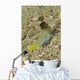 Gold-specs Jawfish with Mouth Wall Decal