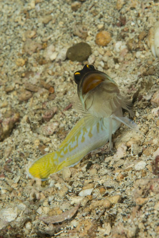 Gold-specs Jawfish with Mouth Wall Decal