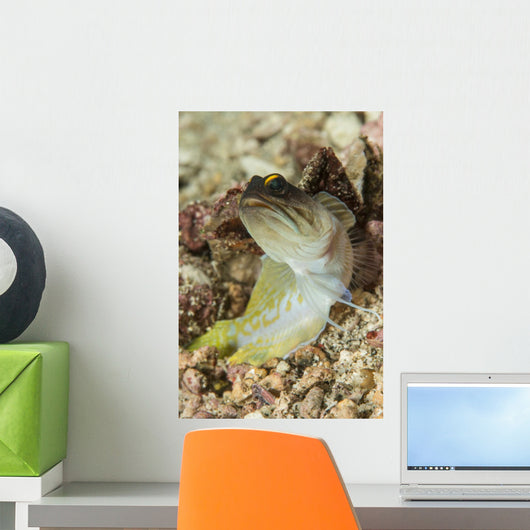 Gold-specs Jawfish Anilao Philippines Wall Decal