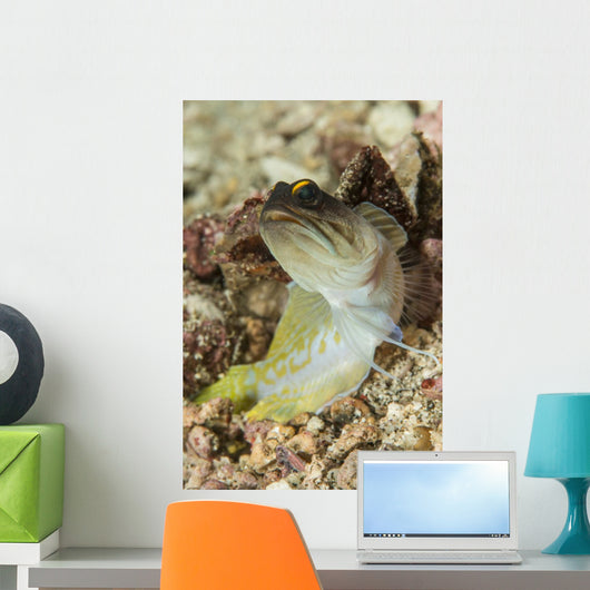 Gold-specs Jawfish Anilao Philippines Wall Decal