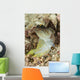 Gold-specs Jawfish Anilao Philippines Wall Decal