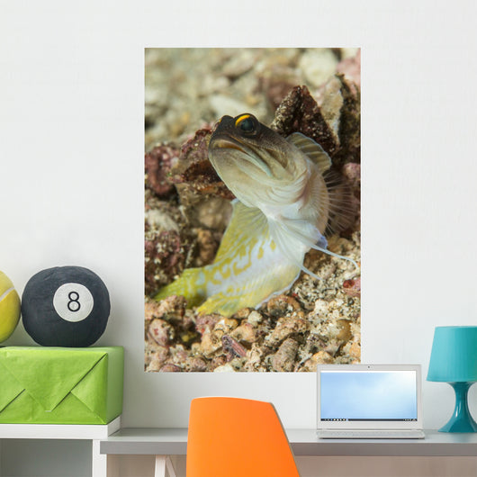 Gold-specs Jawfish Anilao Philippines Wall Decal