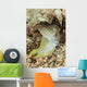 Gold-specs Jawfish Anilao Philippines Wall Decal