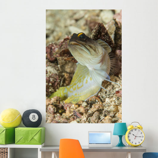 Gold-specs Jawfish Anilao Philippines Wall Decal