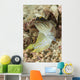 Gold-specs Jawfish Anilao Philippines Wall Decal