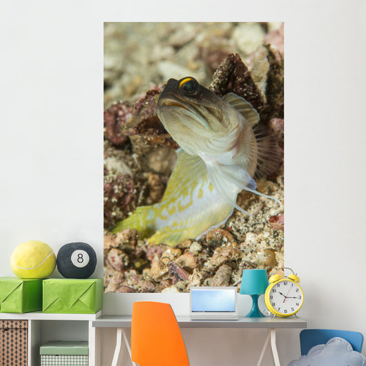 Gold-specs Jawfish Anilao Philippines Wall Decal