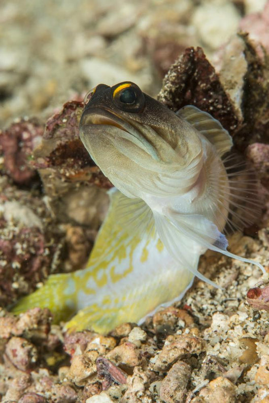 Gold-specs Jawfish Anilao Philippines Wall Decal