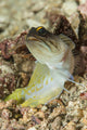 Gold-specs Jawfish Anilao Philippines Wall Decal