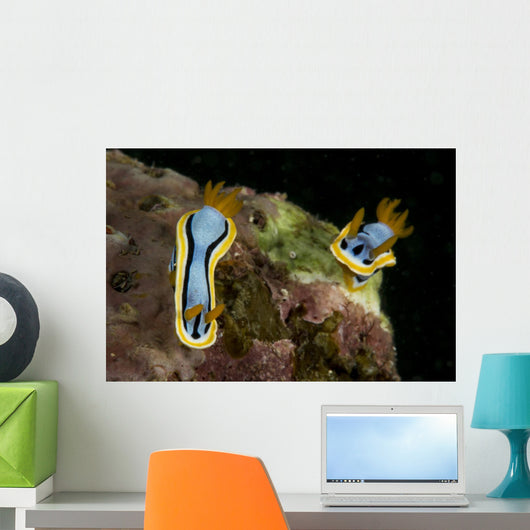Pair Chromodoris Annae Nudibranch Wall Decal