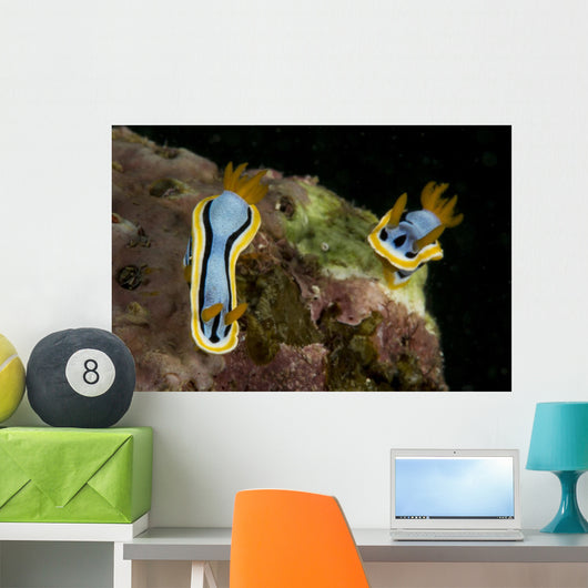 Pair Chromodoris Annae Nudibranch Wall Decal
