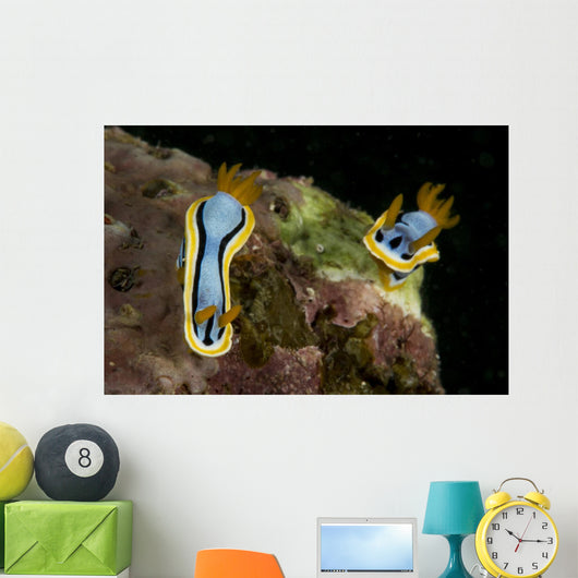 Pair Chromodoris Annae Nudibranch Wall Decal