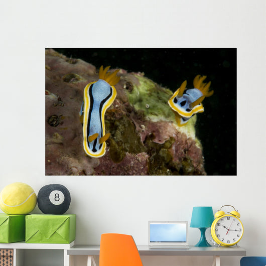 Pair Chromodoris Annae Nudibranch Wall Decal