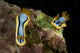 Pair Chromodoris Annae Nudibranch Wall Decal