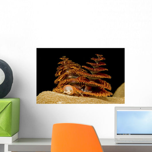 Pair Orange and Red Wall Decal