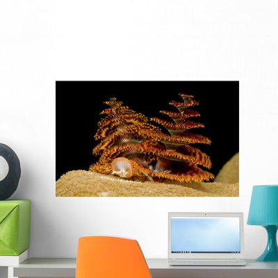 Pair Orange and Red Wall Decal shown on a wall