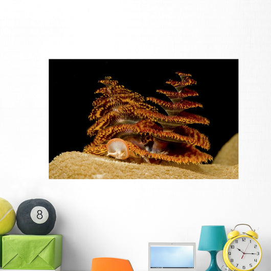 Pair Orange and Red Wall Decal