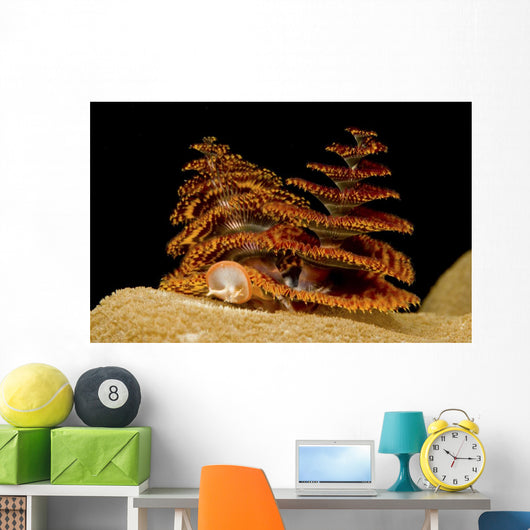Pair Orange and Red Wall Decal