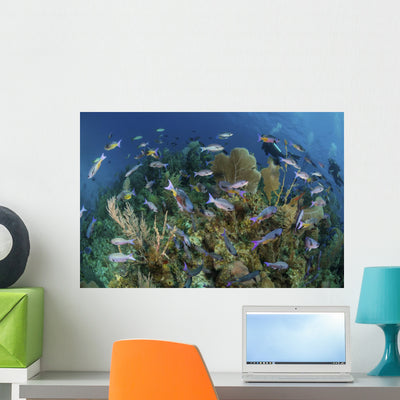 Divers Exploring Caribbean Reef Wall Decal shown on a wall