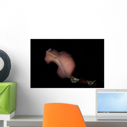 Pseudobiceros Bedfordi Flatworm Malaysia Wall Decal