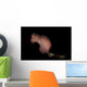 Pseudobiceros Bedfordi Flatworm Malaysia Wall Decal