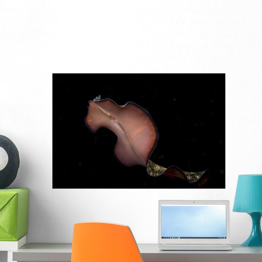 Pseudobiceros Bedfordi Flatworm Malaysia Wall Decal