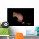 Pseudobiceros Bedfordi Flatworm Malaysia Wall Decal