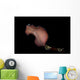 Pseudobiceros Bedfordi Flatworm Malaysia Wall Decal
