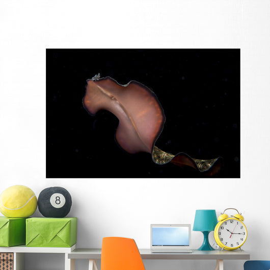 Pseudobiceros Bedfordi Flatworm Malaysia Wall Decal