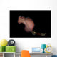 Pseudobiceros Bedfordi Flatworm Malaysia Wall Decal