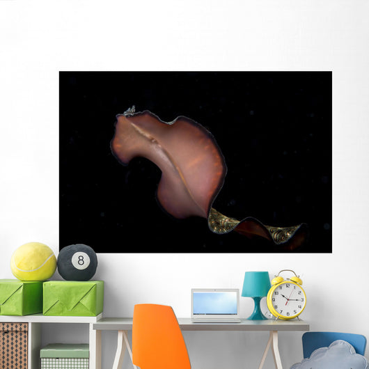 Pseudobiceros Bedfordi Flatworm Malaysia Wall Decal