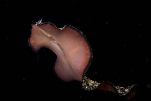 Pseudobiceros Bedfordi Flatworm Malaysia Wall Decal
