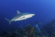 Pair Caribbean Reef Sharks Wall Decal