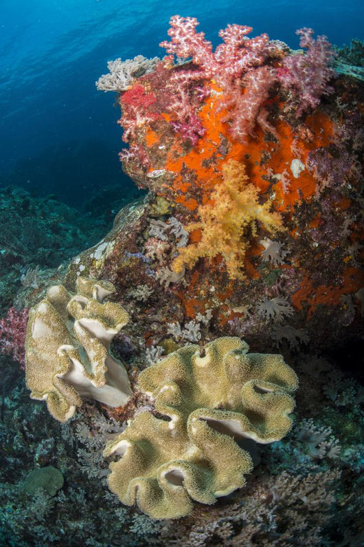 Colorful Reef Scene Wall Decal