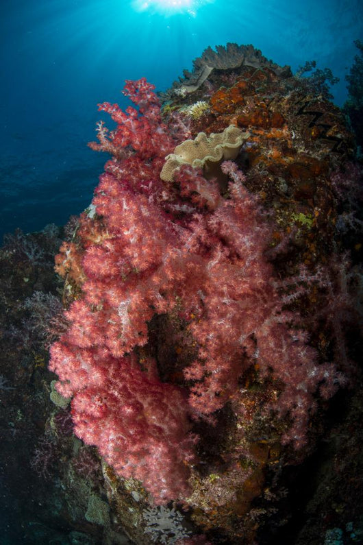 Colorful Reef Scene Pink Wall Decal