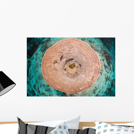 Top Pnk Barrel Sponge Wall Decal