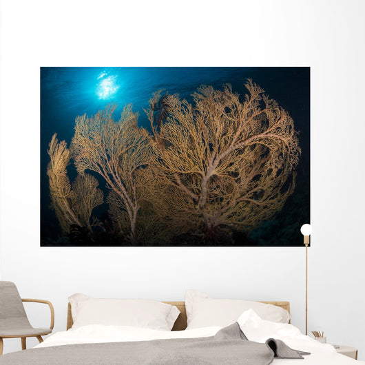 Large Yellow Brown Gorgonian Wall Decal