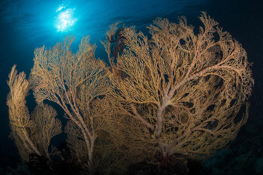 Large Yellow Brown Gorgonian Wall Decal