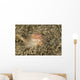 Brown and White Gastropod Wall Decal